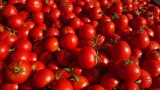 Civic Center Farmers Market Tomatoes