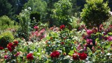 Portland Rose Garden