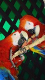 San Diego Zoo MaCaws