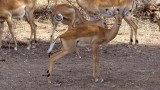 Lake Manyara National Park