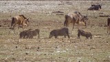 Lake Manyara National Park