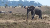 Elephant near a Maasai Village