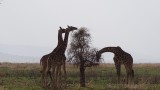 Serengeti National Park