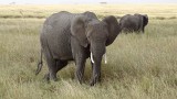 Serengeti National Park