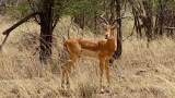 Serengeti National Park