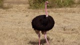 Ngorongoro Crater