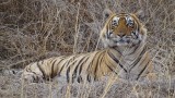 Ranthambore Tiger