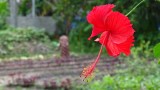Kerala Hibiscus