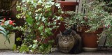 Rocky sitting under the fuchsia plant