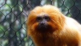 Golden Lion Tamarin