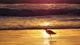 Nuevo Vallarta Sunset