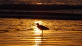 Nuevo Vallarta Sunset