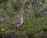 Whimbrel<br/>Smspov