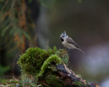 Crested Tit / Tofsmes