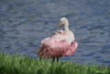 Roseate Spoonbill, Platalea ajaja