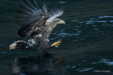 Sea Eagle Fishing in the Fjord