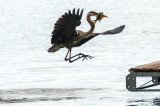 GBH with catch on Lake Champlain, Vermont
