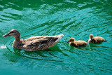 Mom n 2 Ducklings