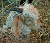 Tan Angora Goat