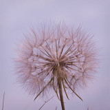 Large Dandelion Seed