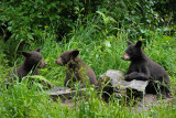 3 Cubs at Food