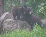 Mama n Cub on Rock foggy