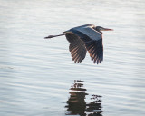Great Blue Flying Low n Reflecting
