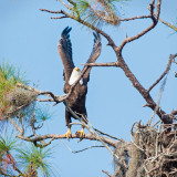 Eagle Ready to Leave the Nest