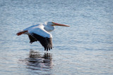 White Pelican Flying