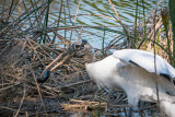 Woodstork with Fish