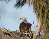 Eagle with Chick