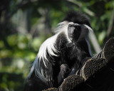 Black n White Colobus