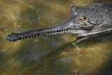 Gharial Crocodile