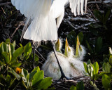 Great Egret Chicks Looking up at Mama