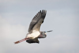 Tri Color Heron Flying