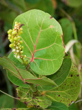 Sea Grapes