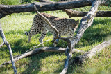 Cheetah beneath Log
