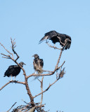 3 Black Vultures