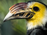 Hornbill