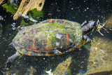 Multi Colored Turtle