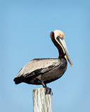 Pelican on Piling