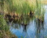 Reeds and Reflections