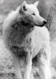 Mexican Grey Wolf @ Bearizona, Williams AZ