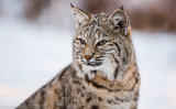 Bobcat @ Bearizona, AZ