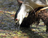 Black Crown Night Heron doin some fishin