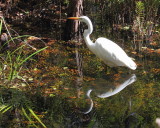 Great Egret At Six Mile Slough