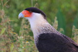 Crested Caracara