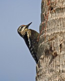 Yellow-bellied Sapsucker