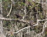 Short-tailed Hawks