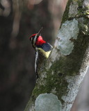 Yellow-bellied Sapsucker